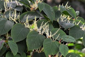 law on japanese knotweed solicitors