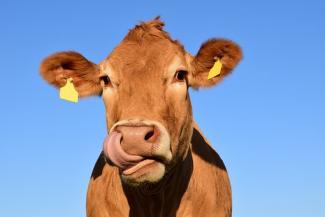 cow farm claim damages solicitor devon
