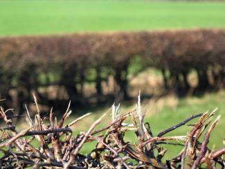 hedge boundary dispute between properties lawyers advice